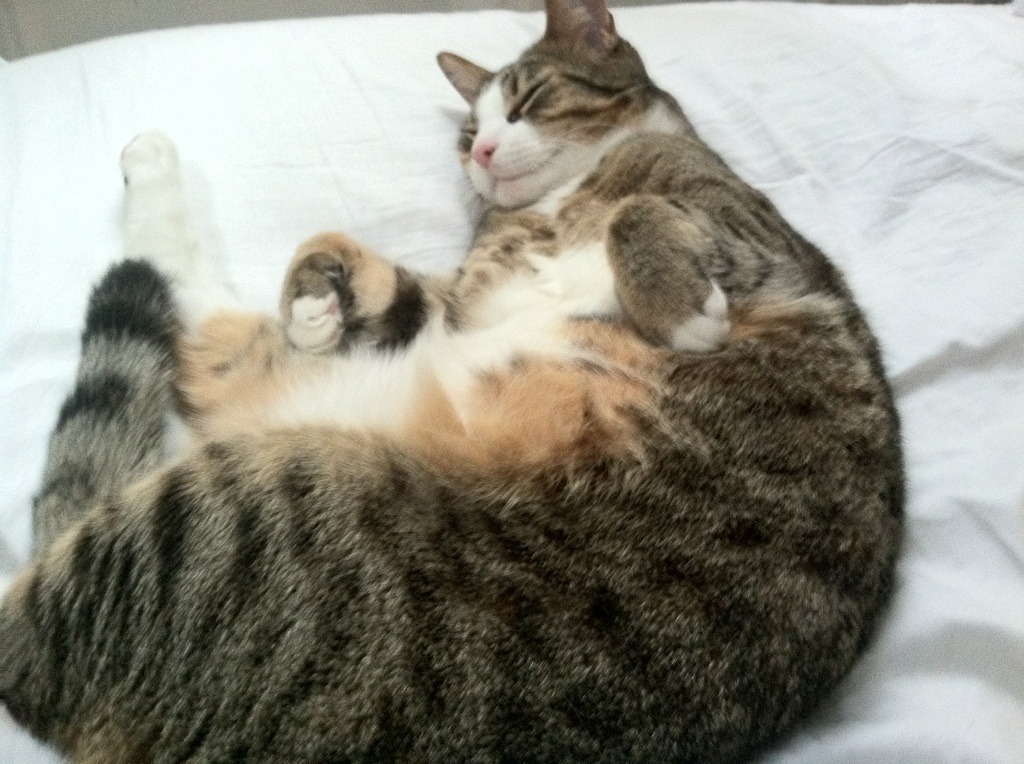 爱游戏登录入口-_步行者全场紧追，顽强拼劲惊四座_，步行者队最新消息