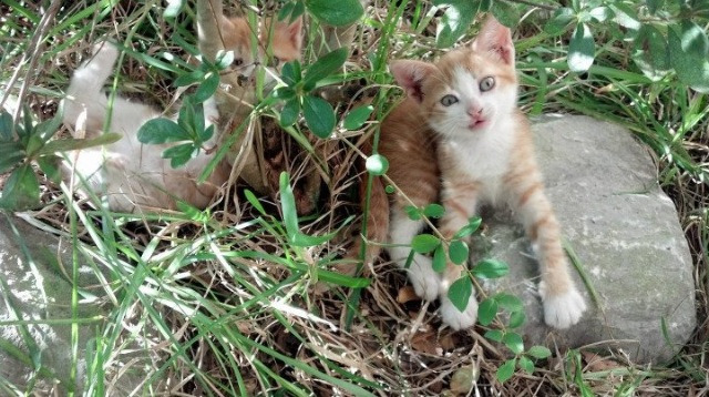 【逆境反击】丁俊晖逆转局中的战术布局分析,丁俊晖反败为胜的比赛