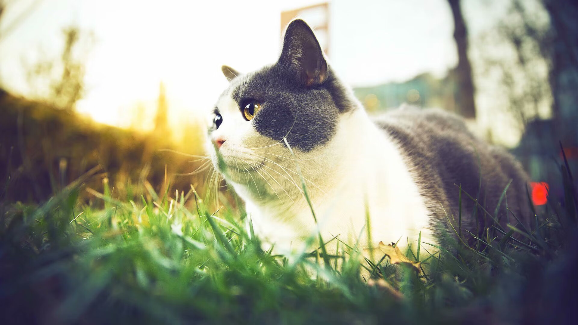 AIYOUXI.COM-关键封盖：李磊最后封堵对手的必杀球！